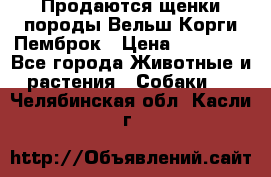 Продаются щенки породы Вельш Корги Пемброк › Цена ­ 40 000 - Все города Животные и растения » Собаки   . Челябинская обл.,Касли г.